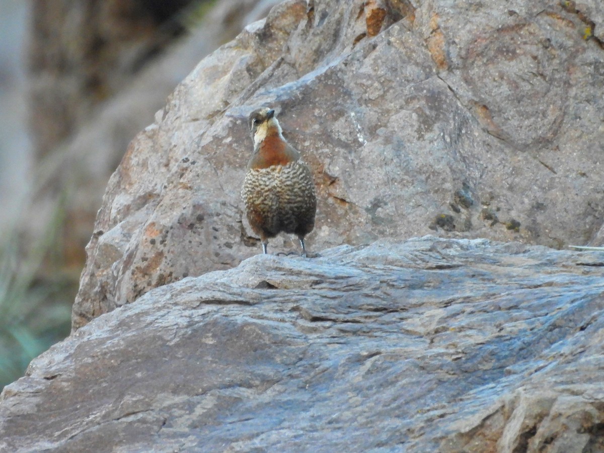 Moustached Turca - ML645278565