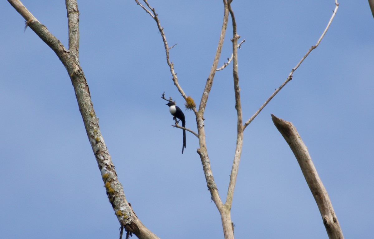 White-necked Myna - ML645278568