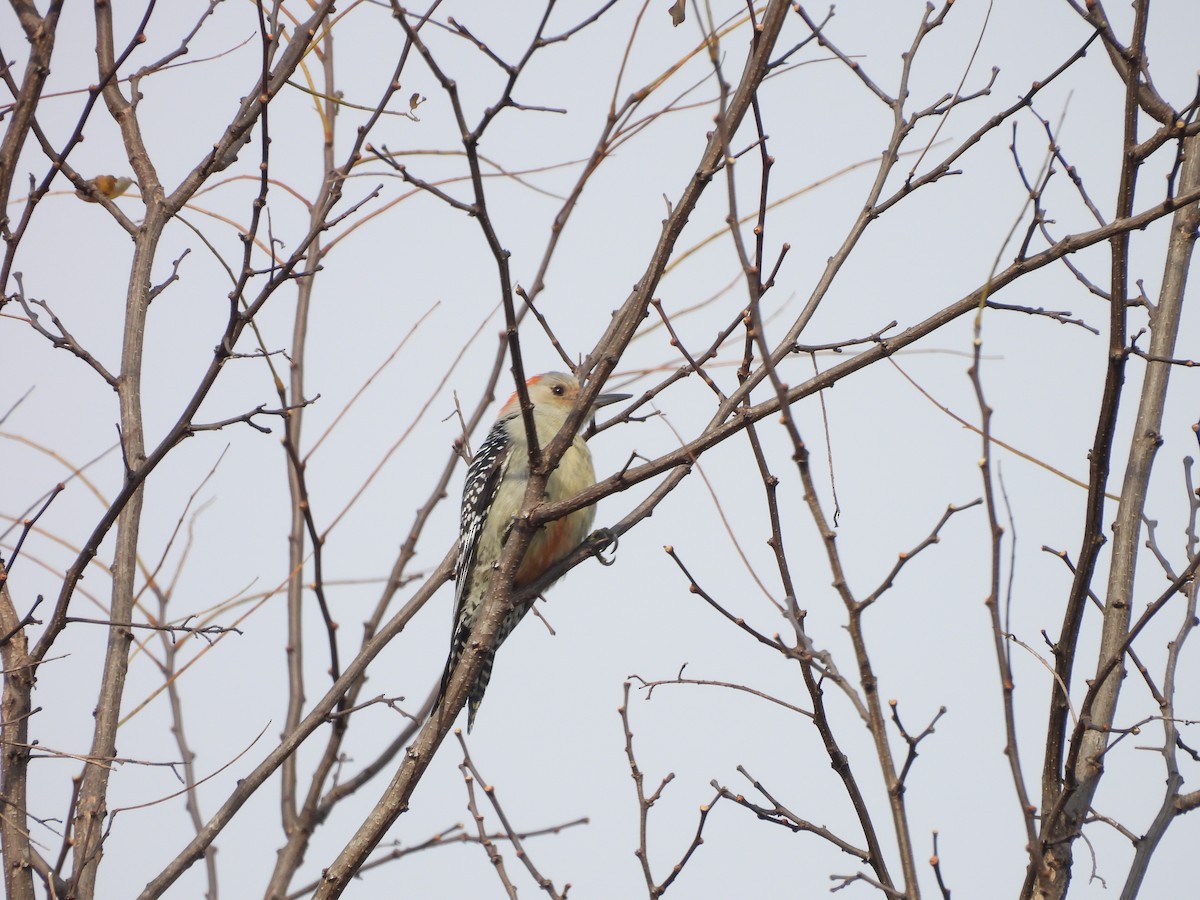 Red-bellied Woodpecker - ML645278569