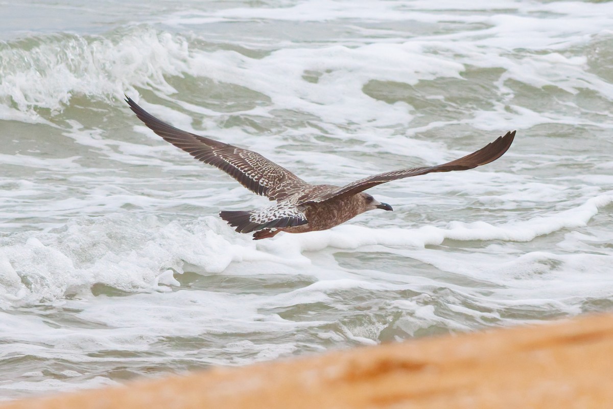 Lesser Black-backed Gull - ML645278570