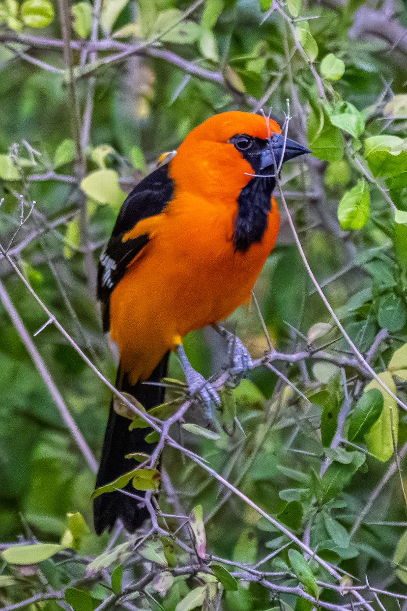 Altamira Oriole - ML645278571