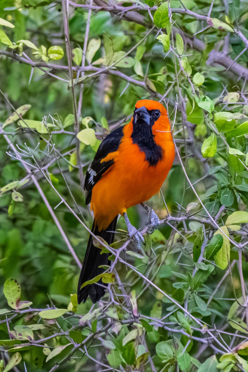 Altamira Oriole - ML645278572
