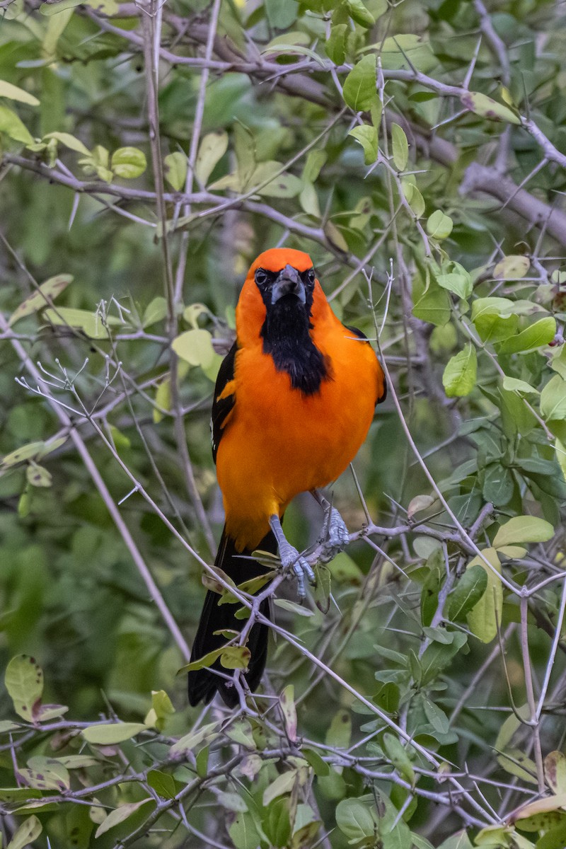 Altamira Oriole - ML645278573
