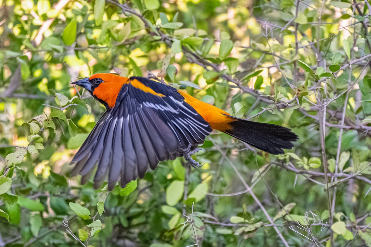 Altamira Oriole - ML645278574