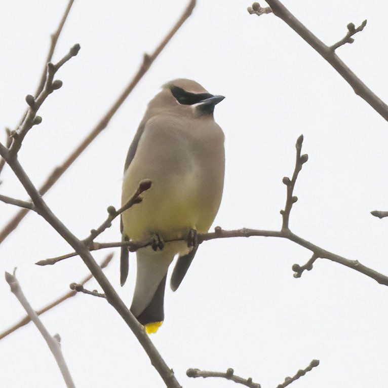 Cedar Waxwing - ML645278578