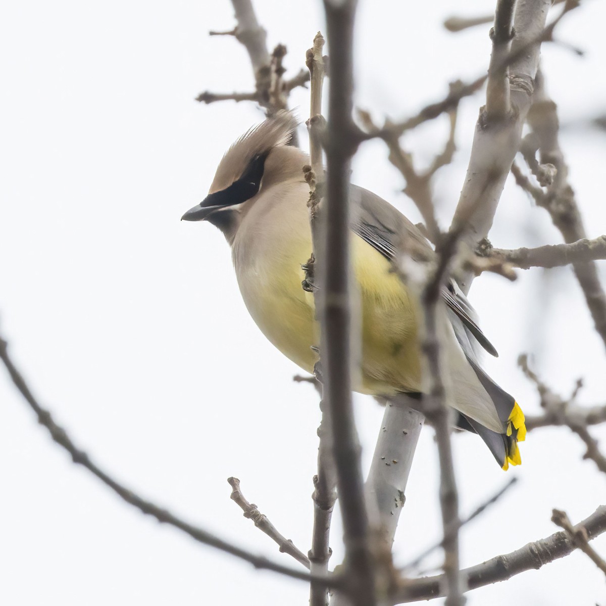 Cedar Waxwing - ML645278579