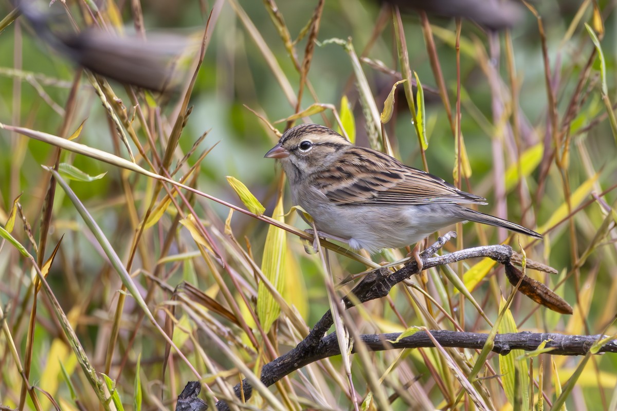 Chipping Sparrow - ML645278584
