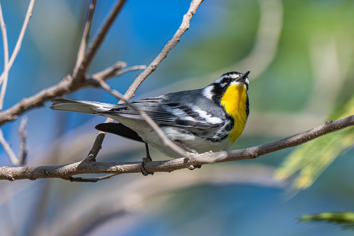 Goldkehl-Waldsänger (albilora) - ML645278594