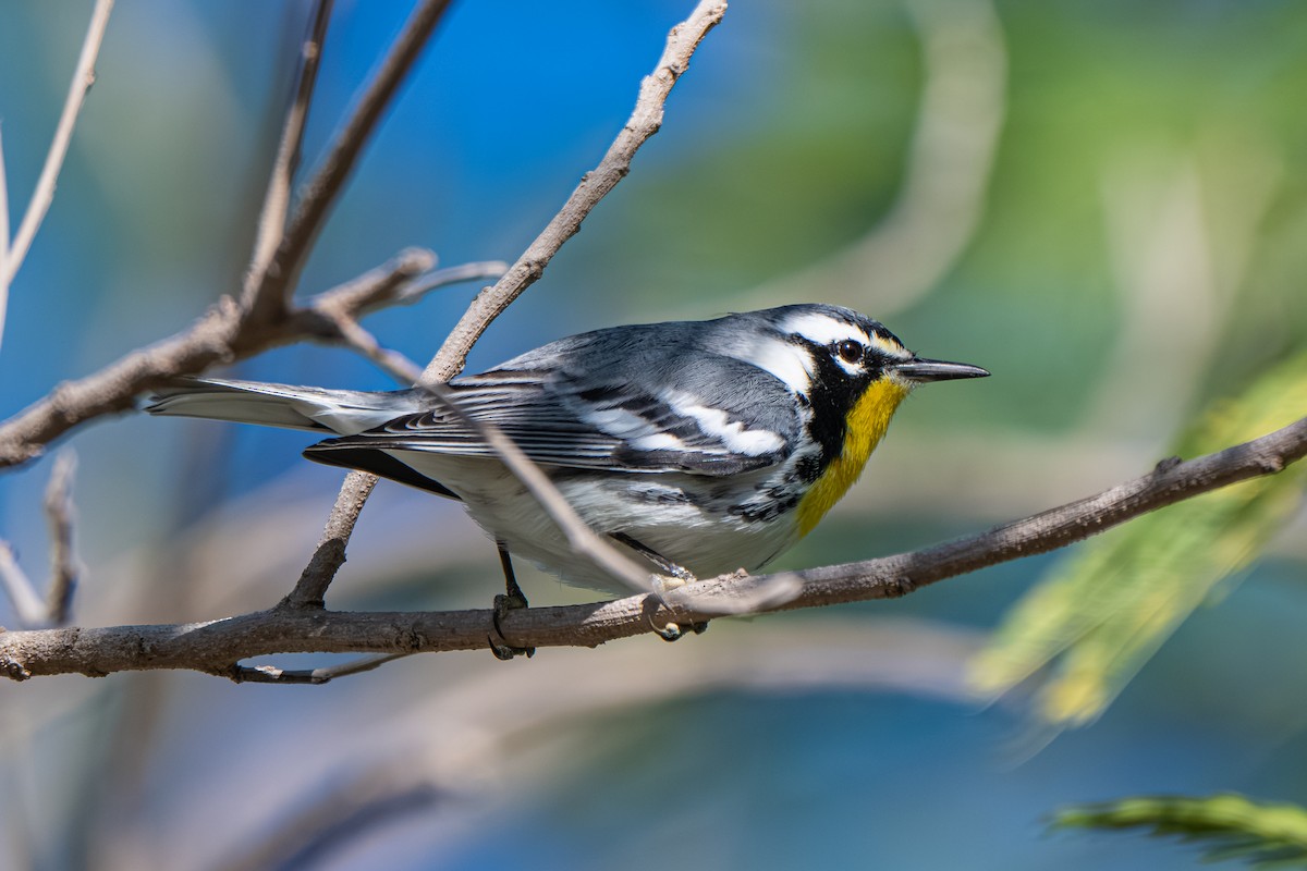 Goldkehl-Waldsänger (albilora) - ML645278597