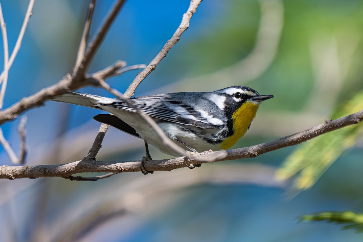 Goldkehl-Waldsänger (albilora) - ML645278599