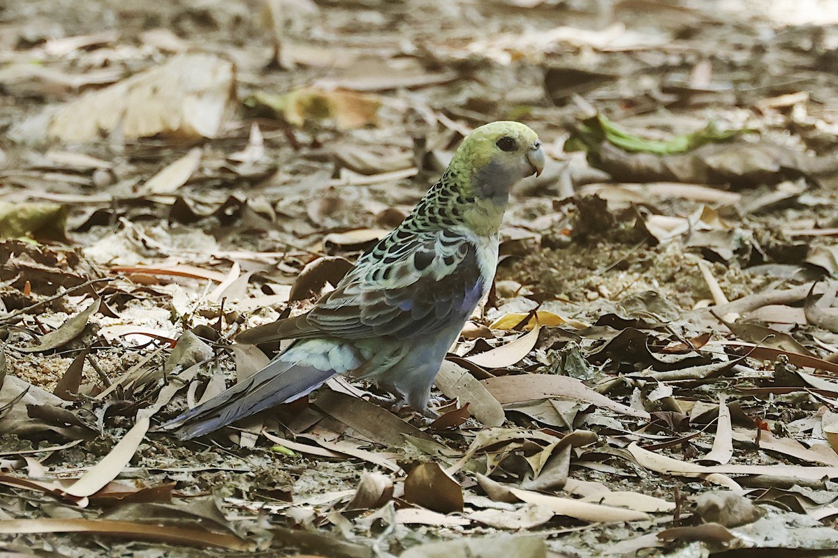 Pale-headed Rosella - ML645278600