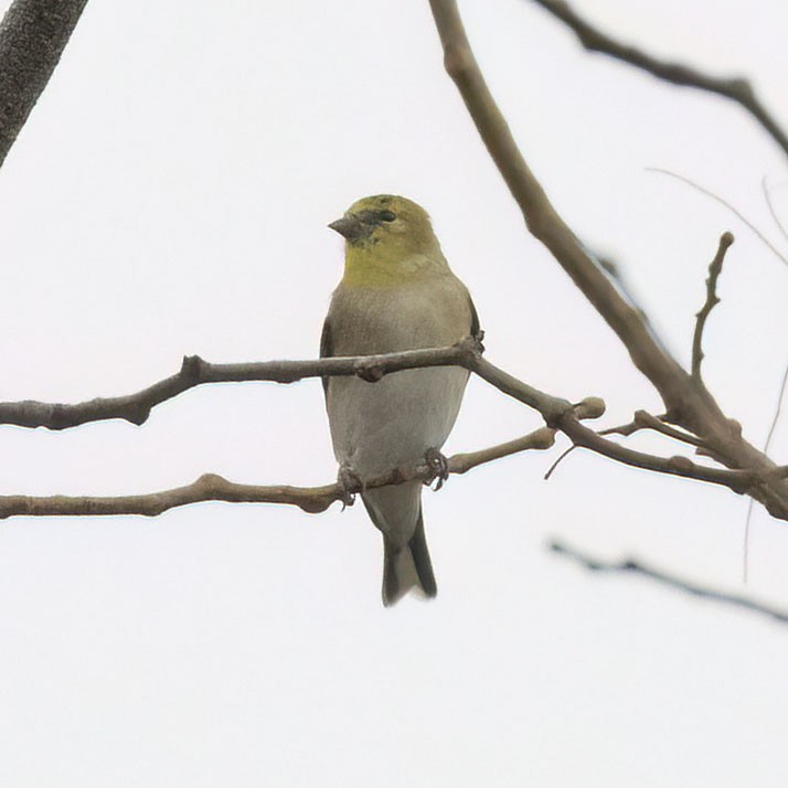 Altın İskete - ML645278605