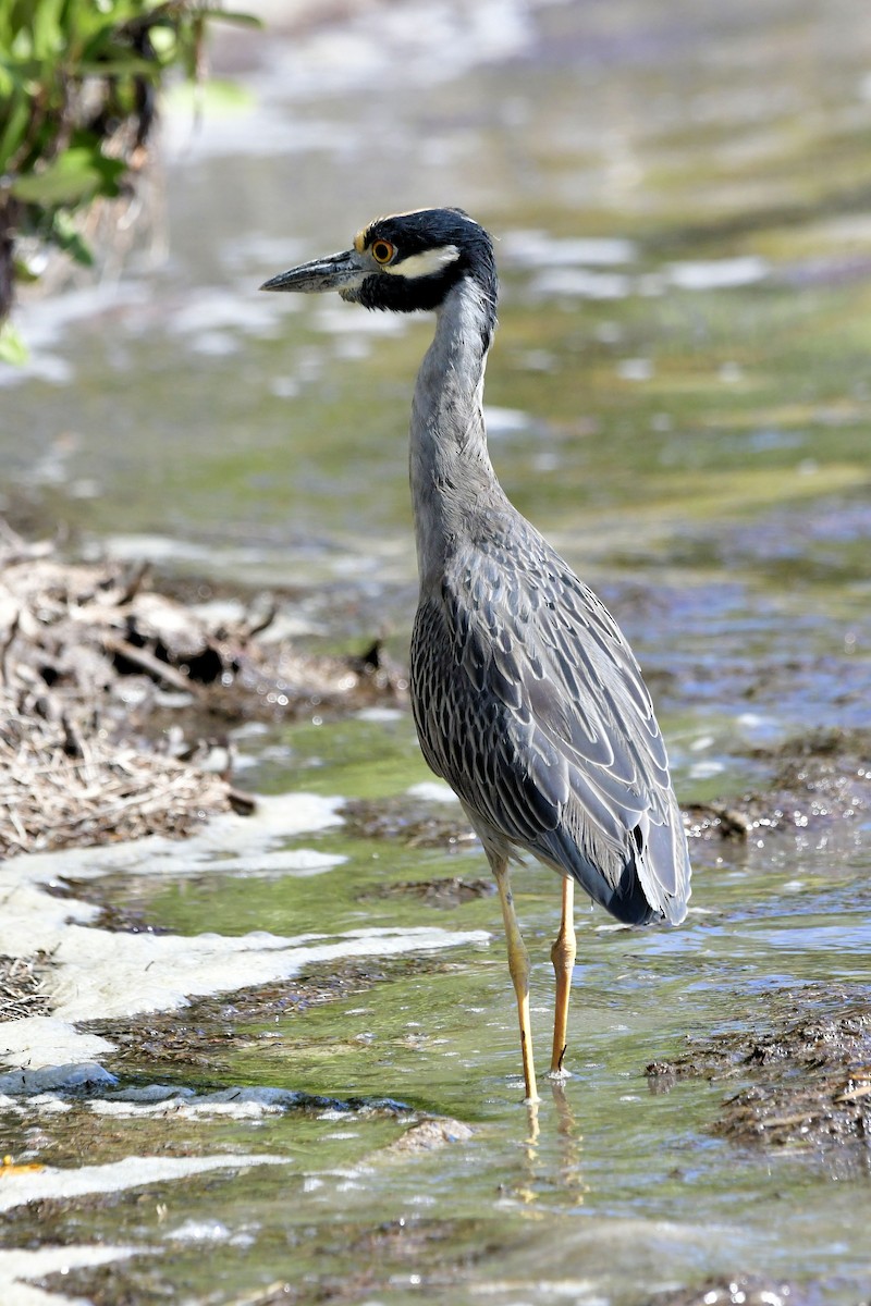 אנפת לילה צהובת-כיפה - ML645278607