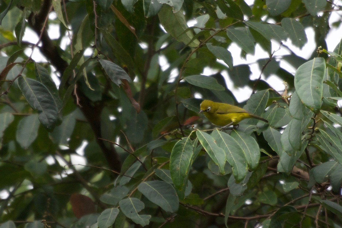 Lemon-bellied White-eye - ML645278609