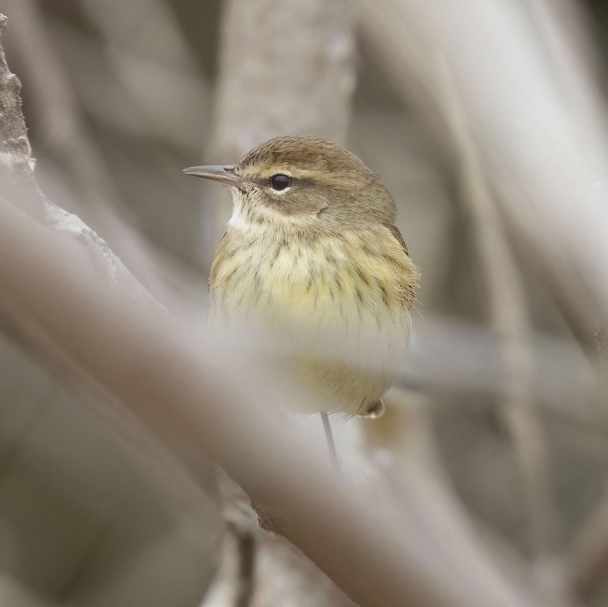 Palm Warbler - ML645278614