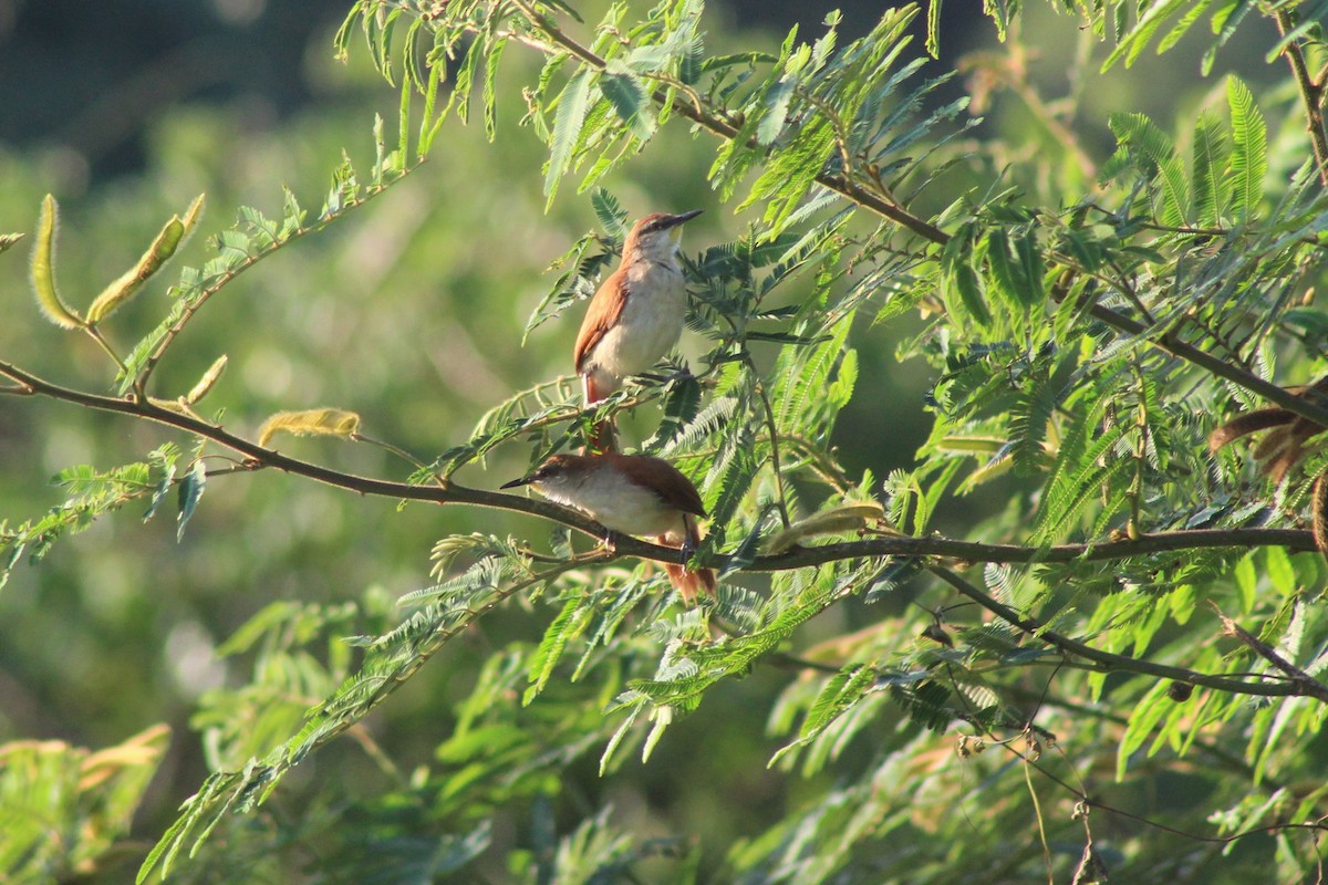 Yellow-chinned Spinetail - ML645278616
