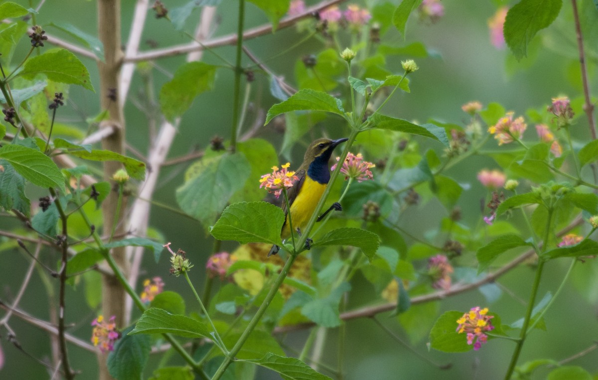 Sahul Sunbird - ML645278618