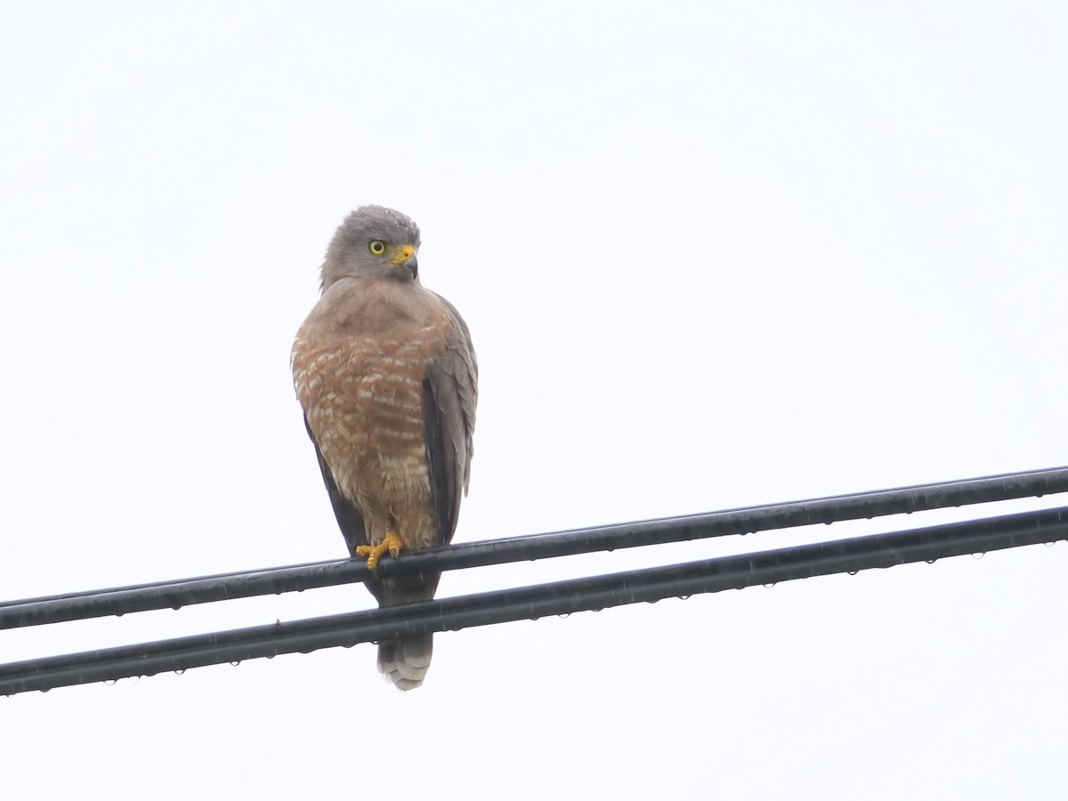 Yol Şahini - ML645278620