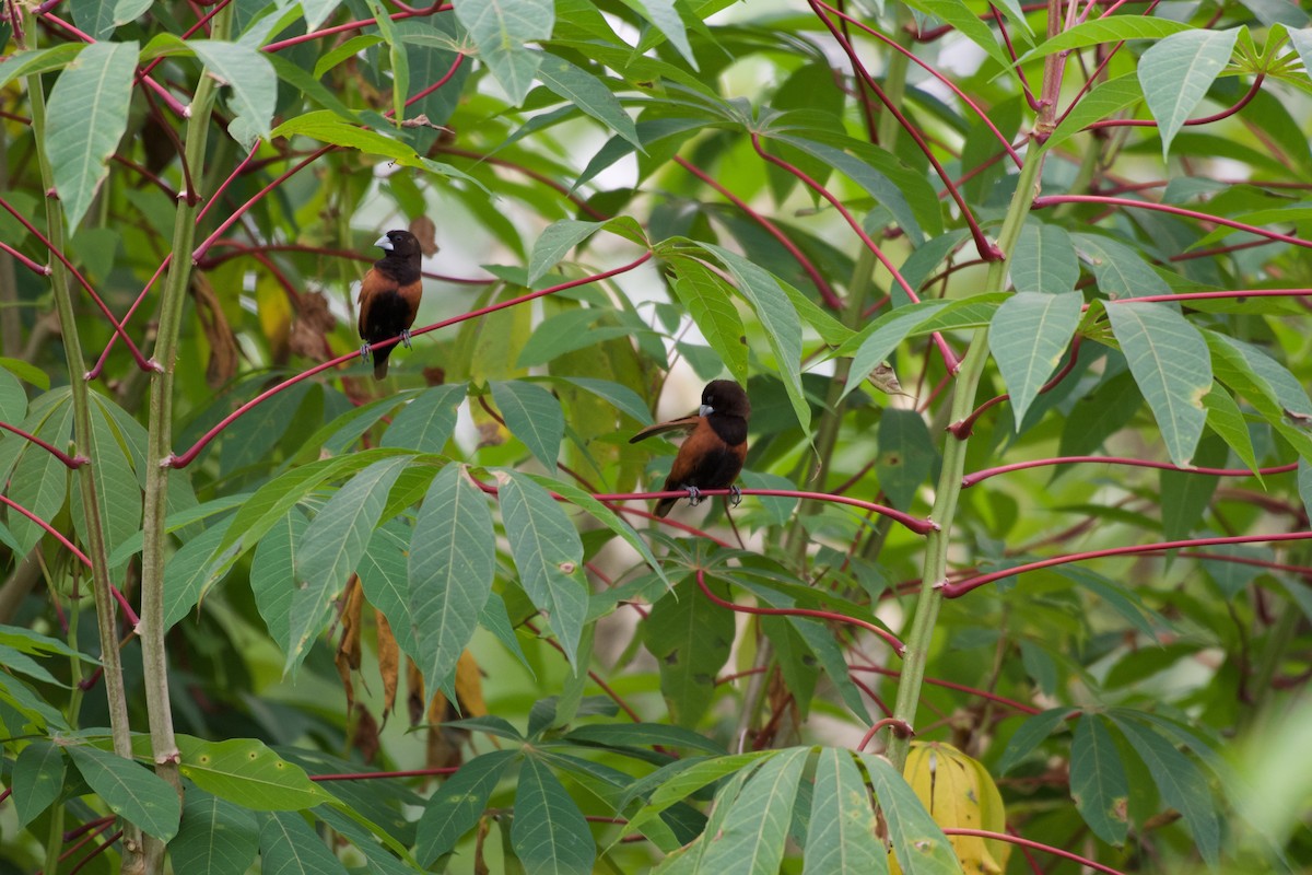 Capucin à tête noire - ML645278624