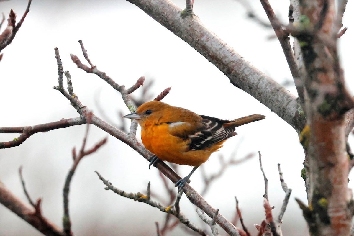 Балтиморский трупиал - ML645278633