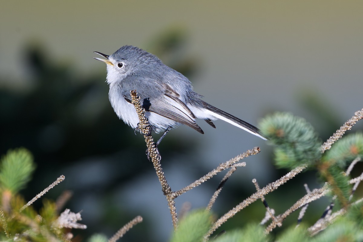 Blue-gray Gnatcatcher - ML645278638