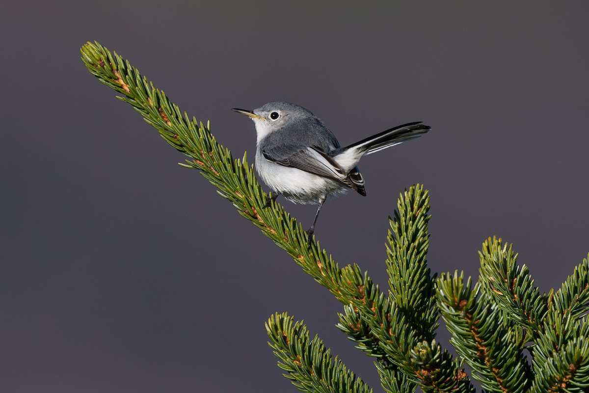 Blue-gray Gnatcatcher - ML645278639