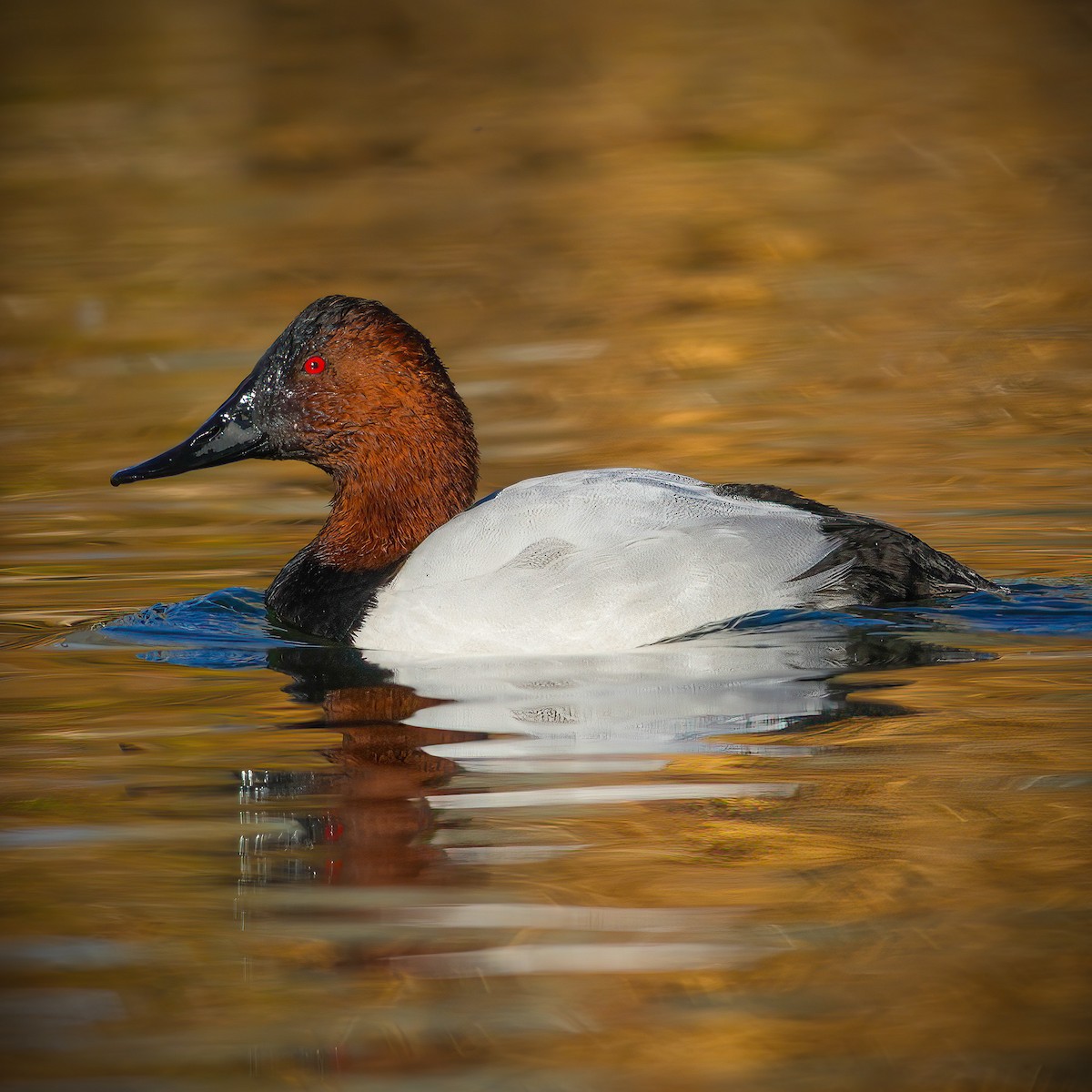Büyük Elmabaş - ML645278650