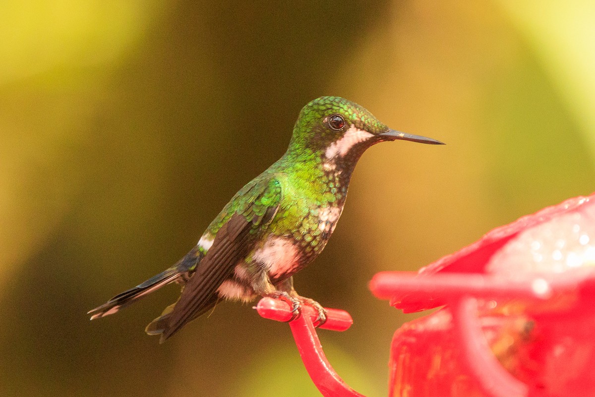 Green Thorntail - ML645278654