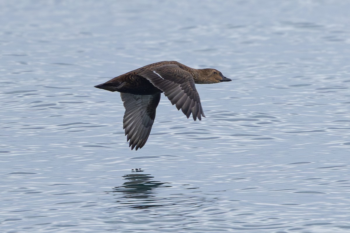 kajka královská - ML645278655