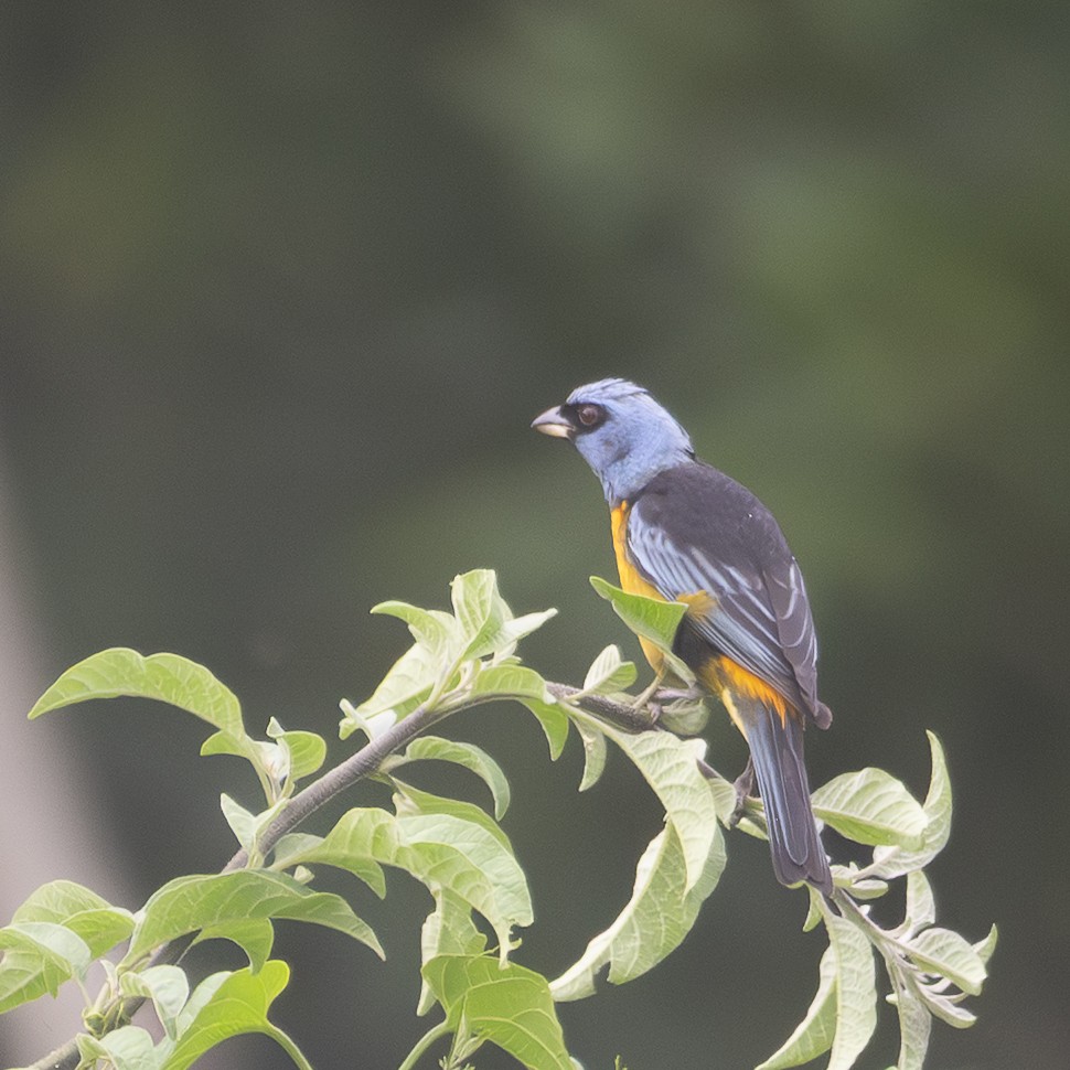 Blue-and-yellow Tanager - ML645278656