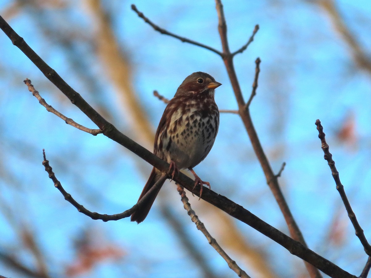 Fox Sparrow - ML645278679