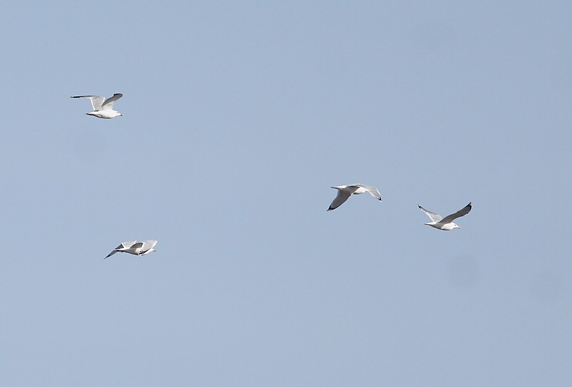 racek bělohlavý - ML645278700