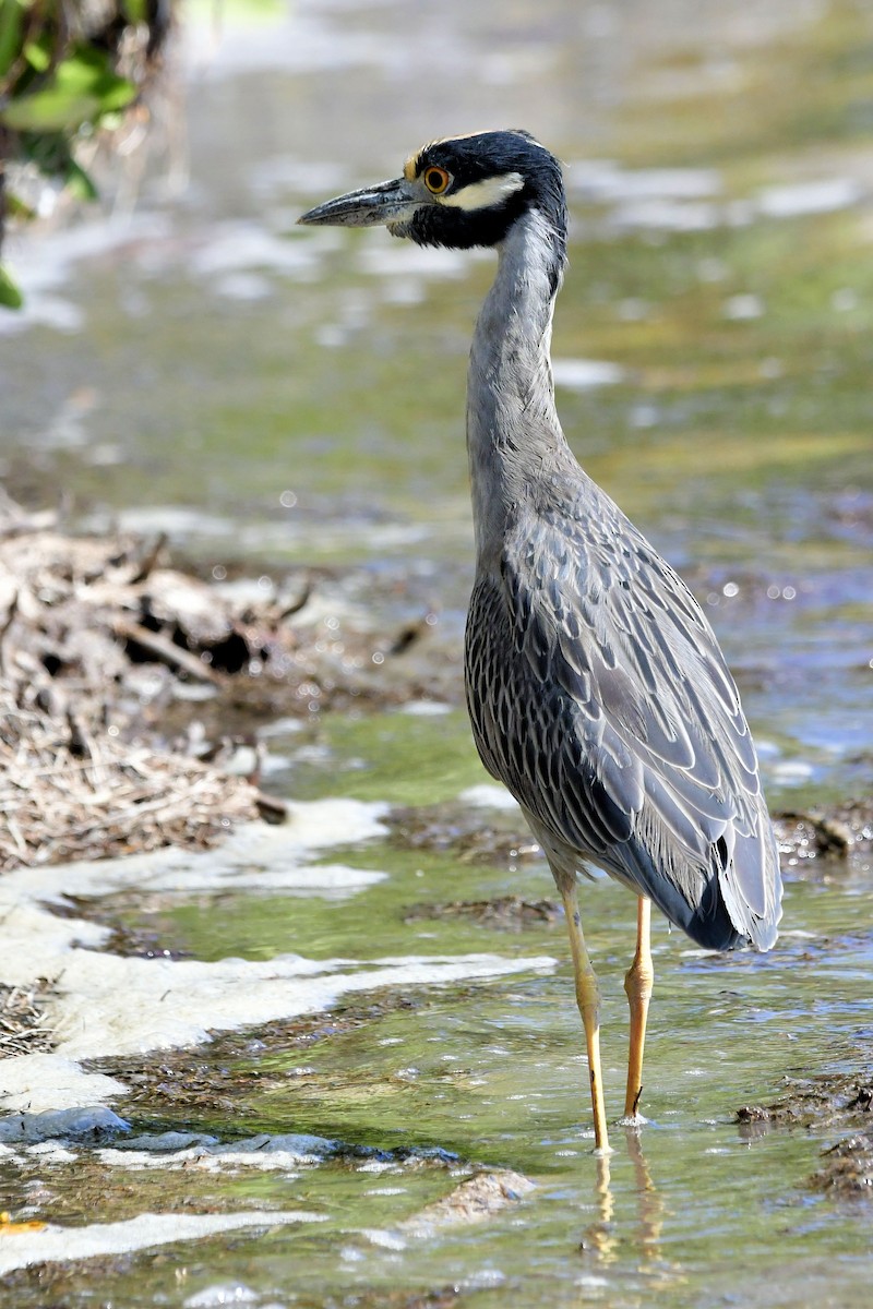 אנפת לילה צהובת-כיפה - ML645278701