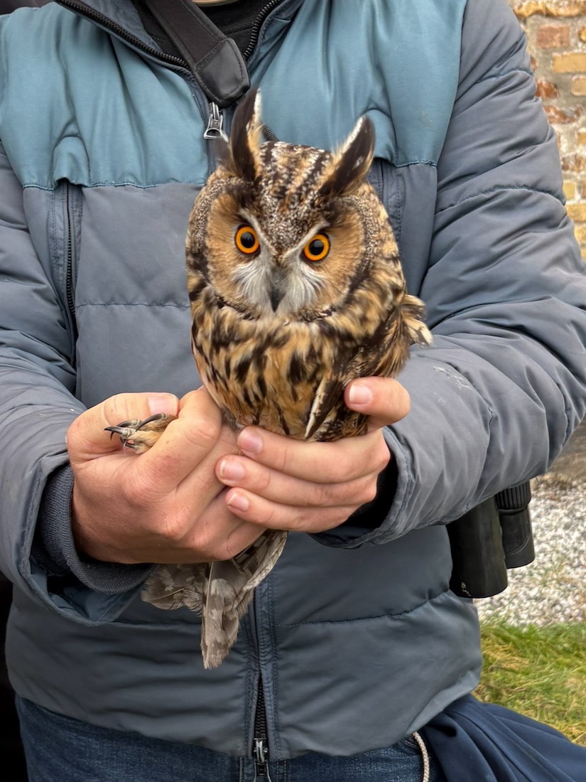 Long-eared Owl - ML645278704