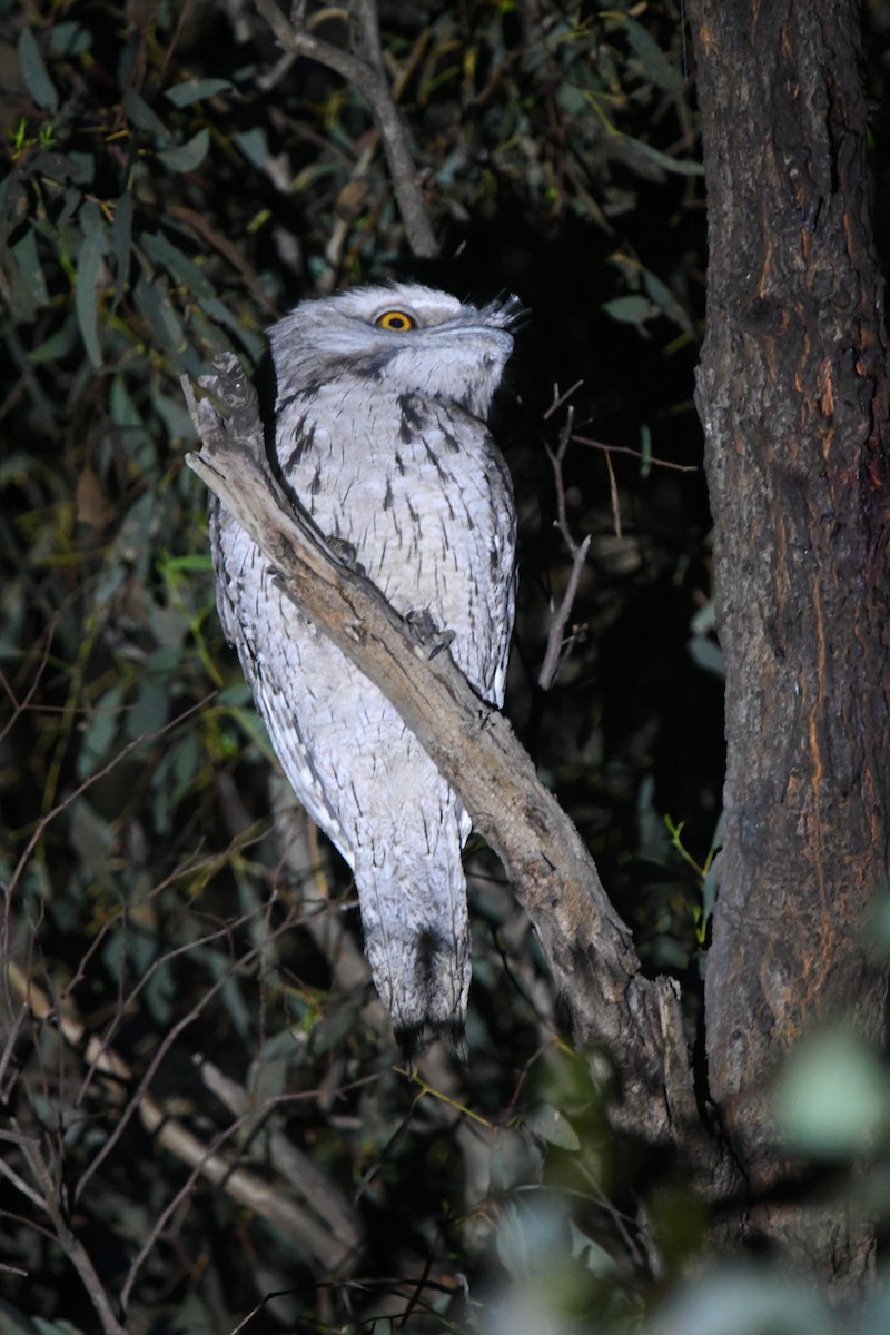 Tawny Frogmouth - ML645278712