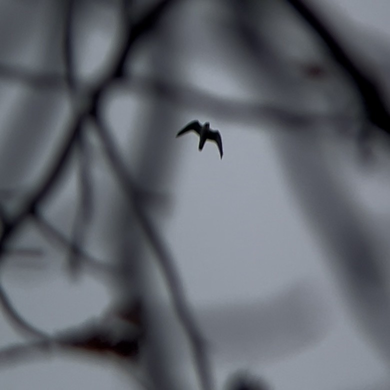 Peregrine Falcon - ML645278714