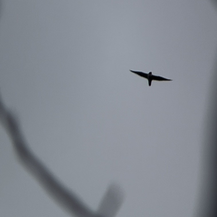 Peregrine Falcon - ML645278715