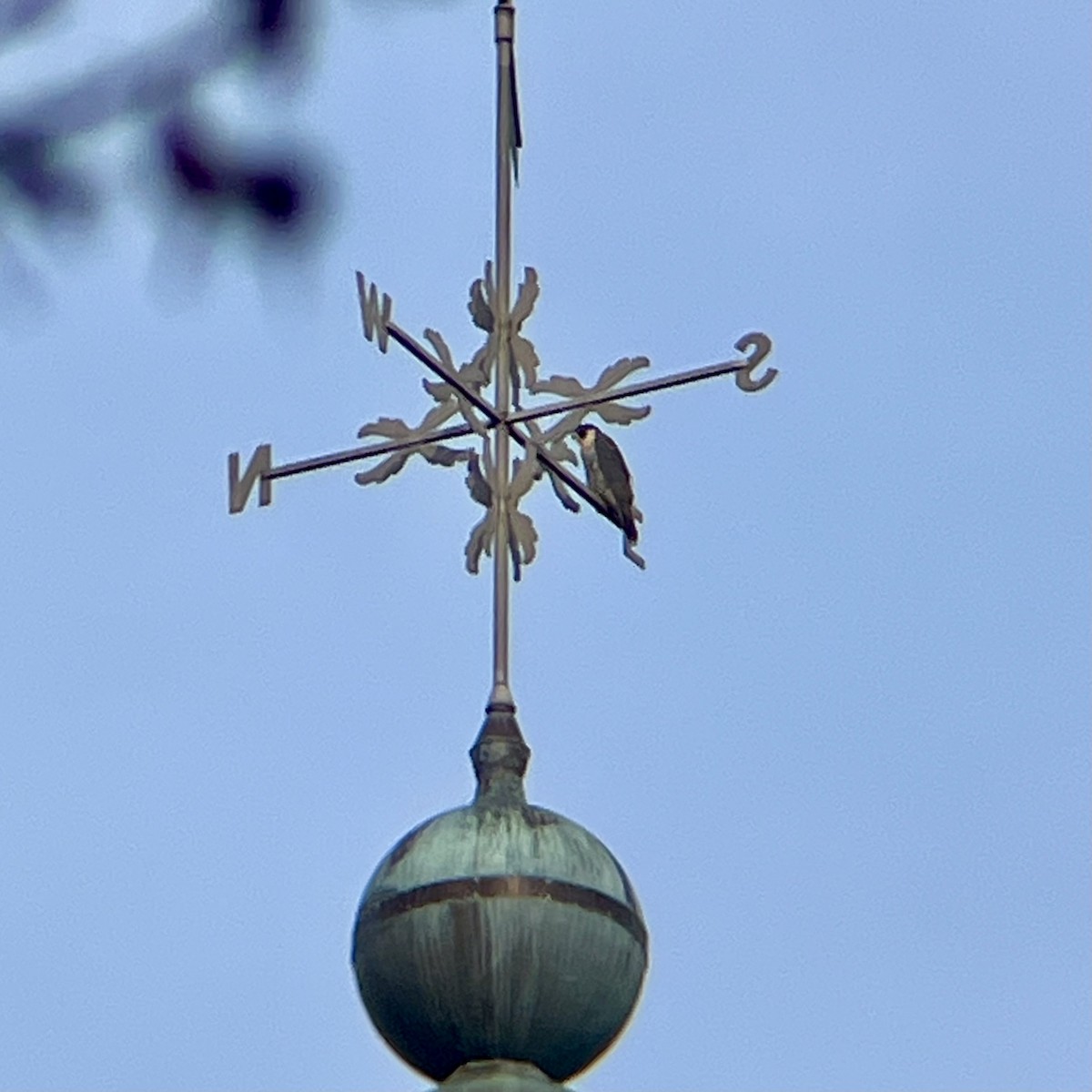 Peregrine Falcon - ML645278716