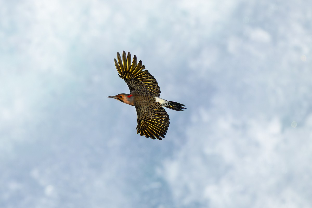 Northern Flicker - ML645278720