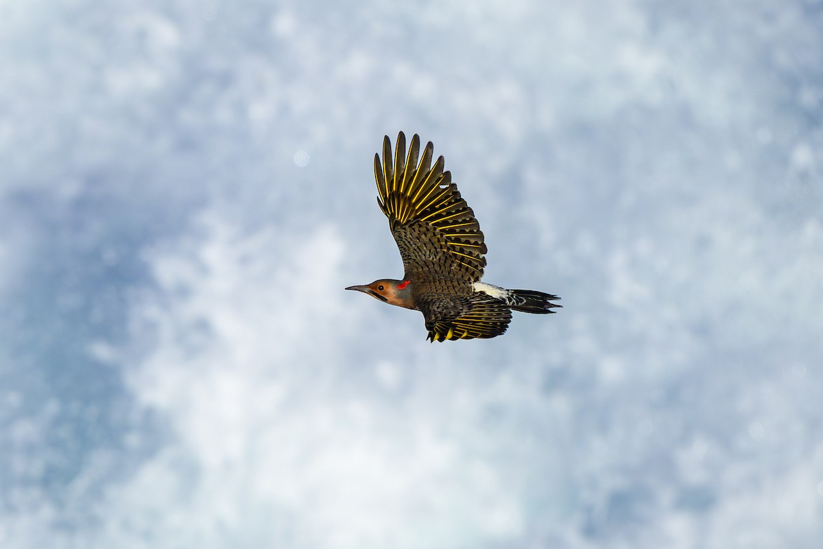 Northern Flicker - ML645278721