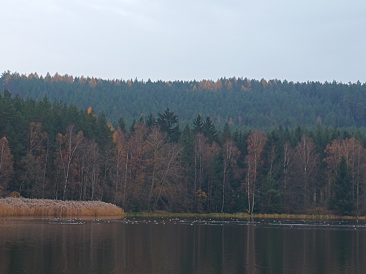 Кряква - ML645278727