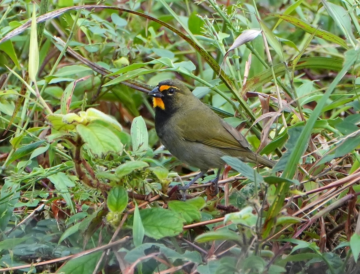 Yellow-faced Grassquit - ML645278742