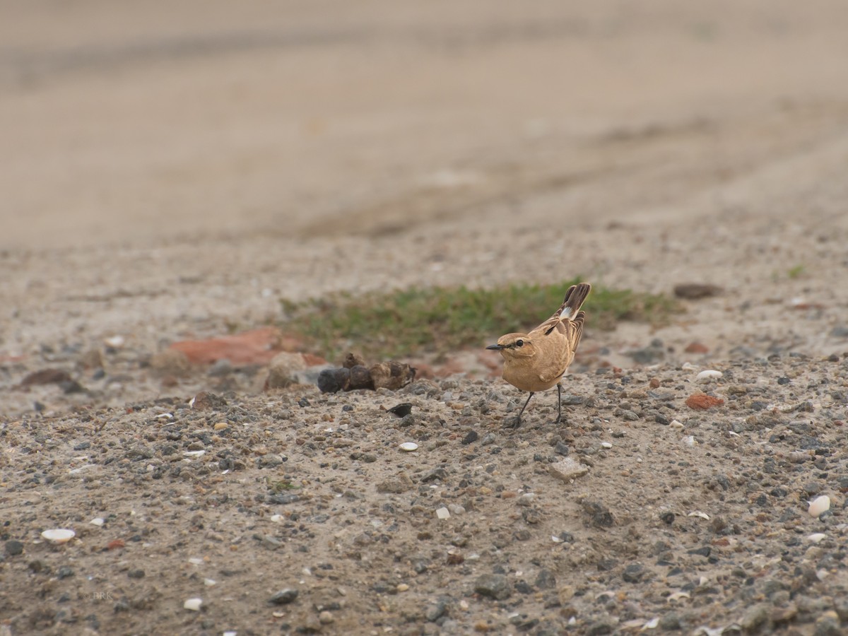 Isabelline Wheatear - ML645278745