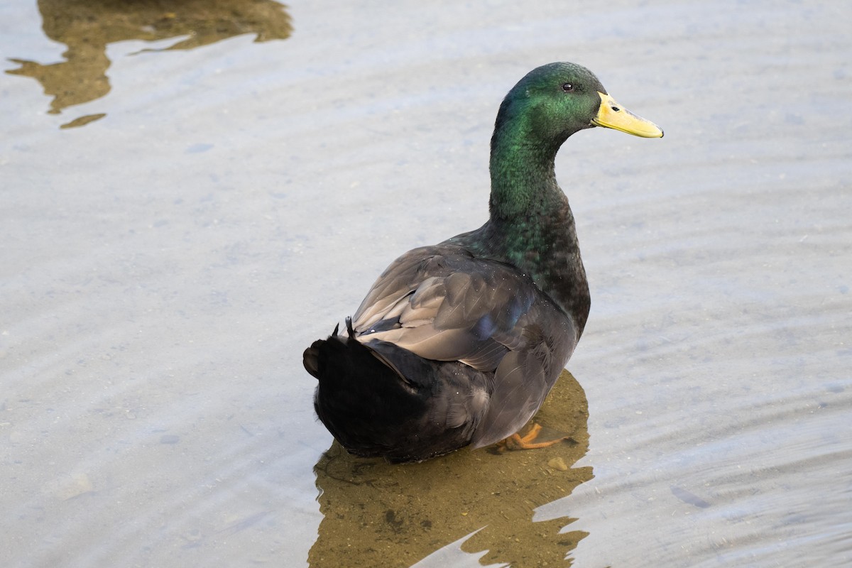 Кряква (Одомашенного типа) - ML645278749