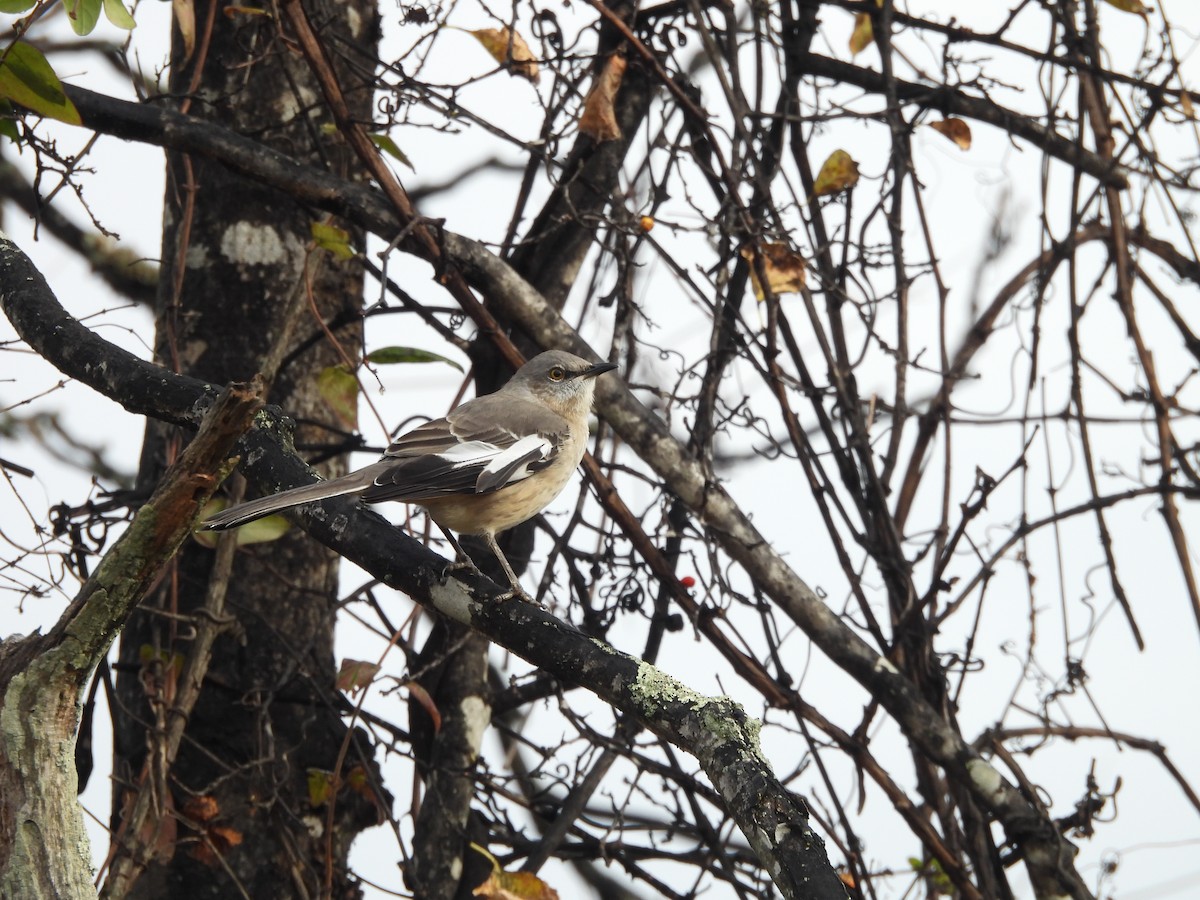 Northern Mockingbird - ML645278750