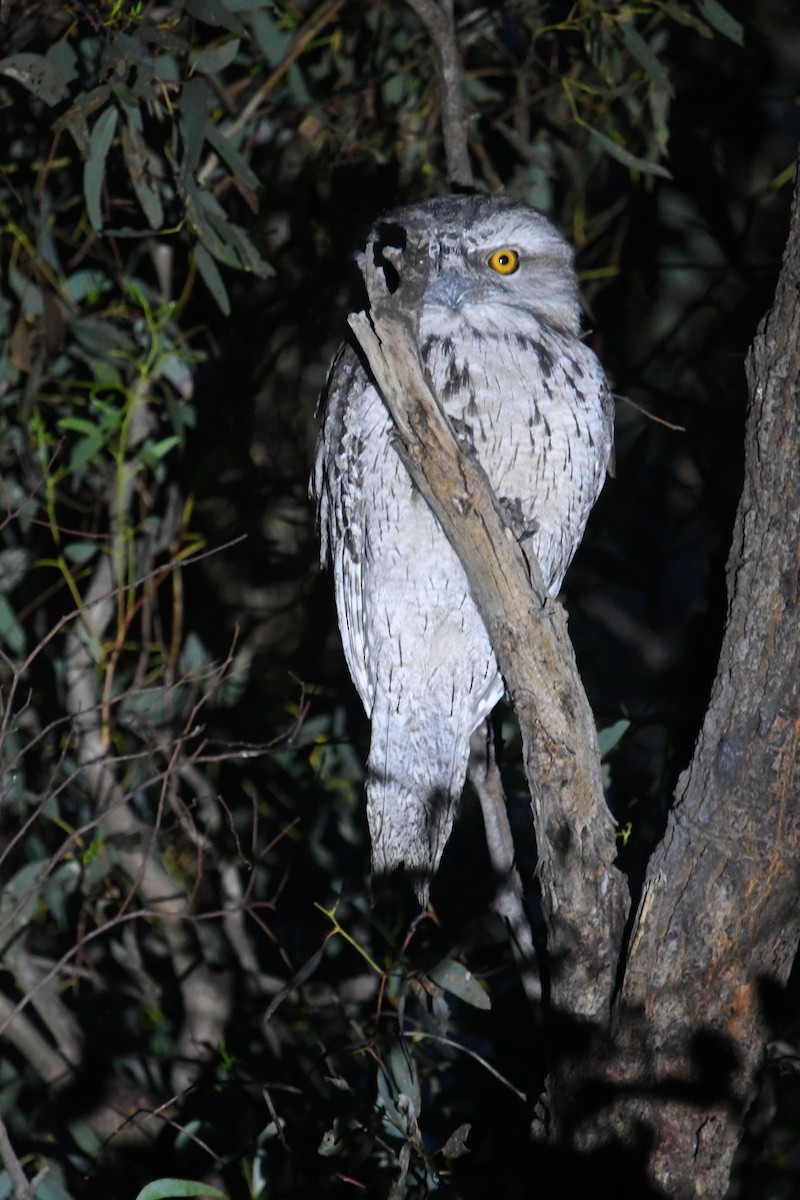 Tawny Frogmouth - ML645278755