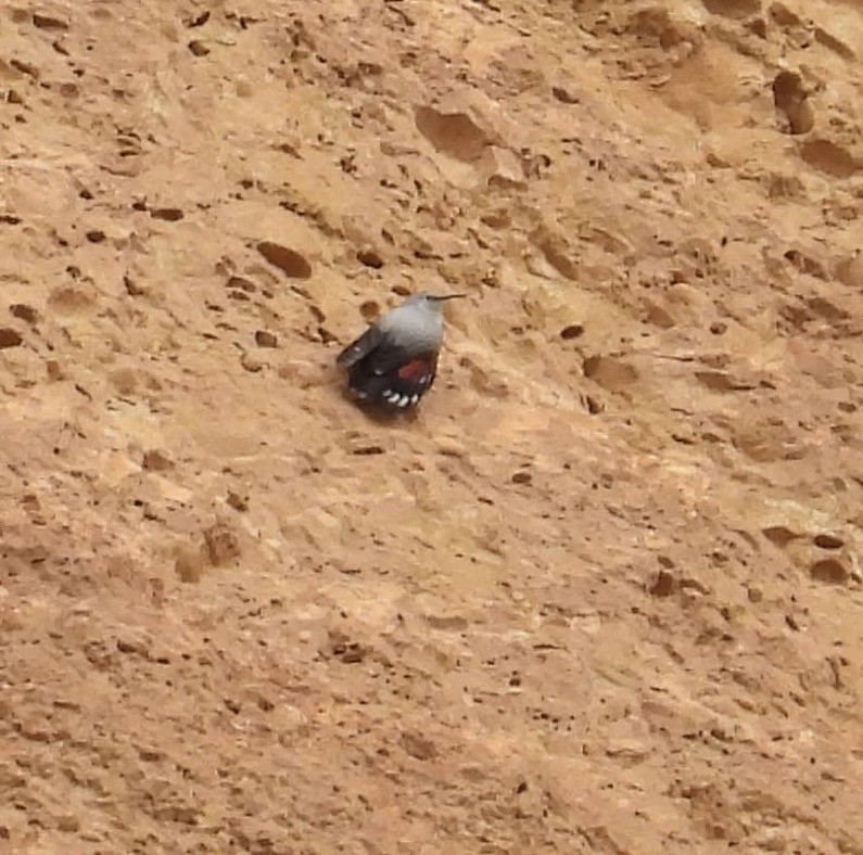 zedníček skalní - ML645278756