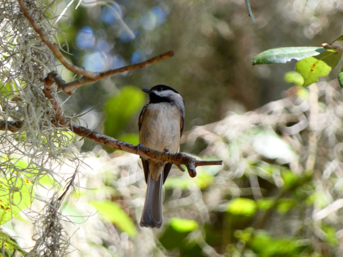 Carolina Chickadee - ML645278762