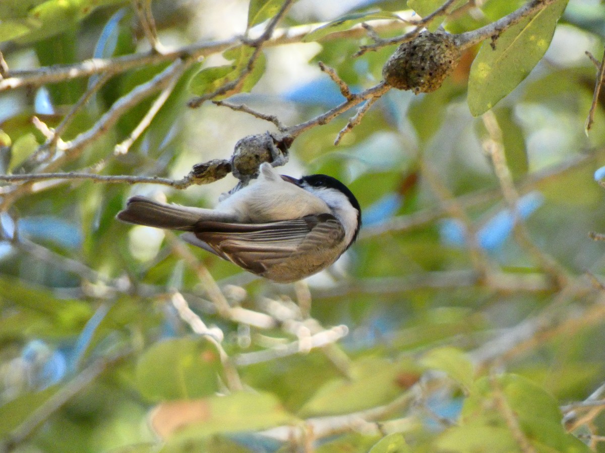 Carolina Chickadee - ML645278763