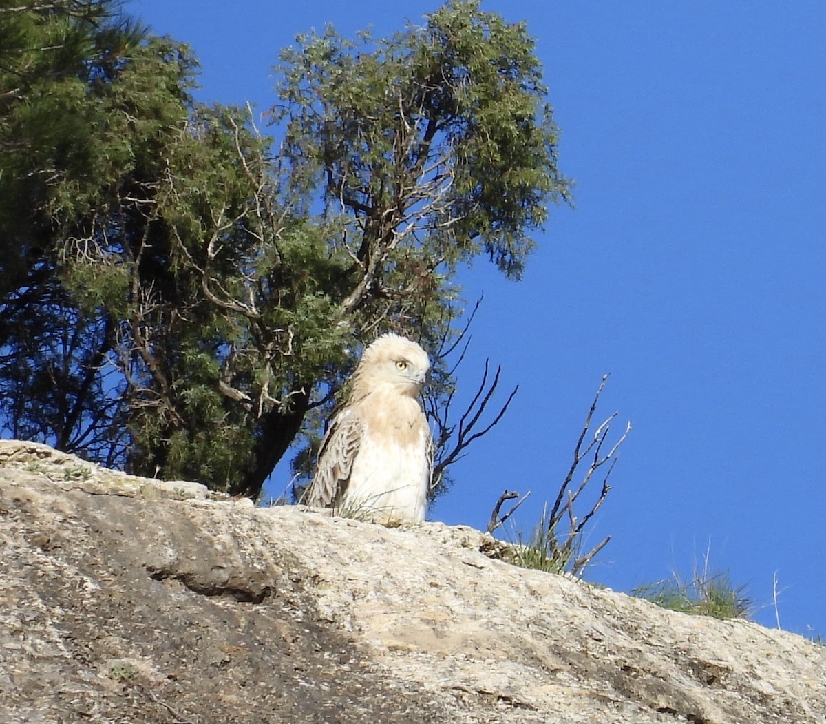 orlík krátkoprstý - ML645278773